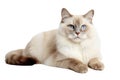 Mekong Bobtail Cat On Isolated Transparent Background, Png. Generative AI