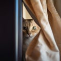 Mekong Bobtail Cat Peeking Out from Behind a Curtain