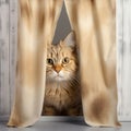 Mekong Bobtail Cat Peeking Out from Behind a Curtain