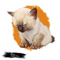 Mekong bobtail kitten digital art illustration. Sleeping catty watercolor portrait. Cute face of furry catty from South