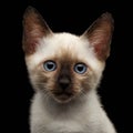 Mekong Bobtail Kitty with Blue eyes on Black Background Royalty Free Stock Photo