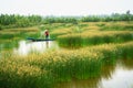 Mekong delta landscape with Vietnamese woman rowing boat on Nang - type of rush tree field, South Vietnam Royalty Free Stock Photo