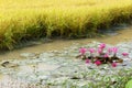 Mekong Delta travel, rice field, water lily flower Royalty Free Stock Photo