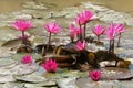 Mekong Delta travel, rice field, water lily flower Royalty Free Stock Photo