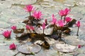 Mekong Delta travel, rice field, water lily flower Royalty Free Stock Photo