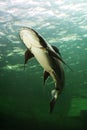 Mekong giant catfish