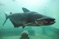 Mekong giant catfish Royalty Free Stock Photo