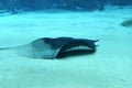 Mekong river giant freshwater stingray Royalty Free Stock Photo