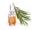 Melaleluca tea tree essential oil with twig. Royalty Free Stock Photo