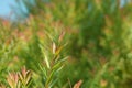 Melaleuca bracteata macro leaves small world Royalty Free Stock Photo