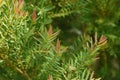 Melaleuca bracteata macro leaves small world Royalty Free Stock Photo
