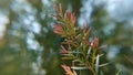 Melaleuca bracteata macro leaves small world Royalty Free Stock Photo