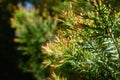 Melaleuca bracteata macro leaves small world Royalty Free Stock Photo
