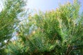 Melaleuca bracteata macro leaves small world Royalty Free Stock Photo