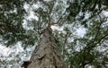 A Melaleuca cajuputi giant plant, commonly known as cajuput