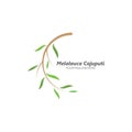 melaleuca cajuputi leaf icon vector illustration design