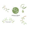 melaleuca cajuputi leaf icon vector illustration design