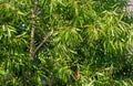 Melaleuca cajuputi plants, commonly known as cajuput