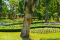 Melaleuca cajuputi powell moluccas tree with old layer skin and blooming flower at background