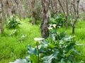 Melaleuca and Calla Lily Forest Royalty Free Stock Photo