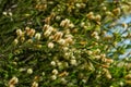 Melaleuca ericifolia swamp paperbark flowers on tree in spring Arboretum Park Southern Cultures in Sirius Adler Sochi.