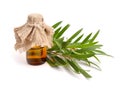 Melaleuca essential oil in the pharmaceutical bottle with twigs.