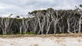 Melaleuca Forest near a white sand beach, Australia Royalty Free Stock Photo