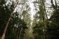 Melaleuca in forest