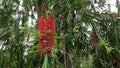 Melaleuca leucadendra (Kayu putih, Melaleuca leucadendron) plant