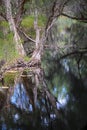 Melaleuca (Paperbark) Tree In Swamp