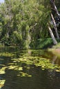 Melaleuca paperbark trees on river with waterlillies