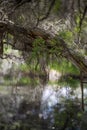 Melaleuca (Paperbark) Trees in Swamp Royalty Free Stock Photo