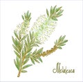 Melaleuca or paperbarks, honey-myrtles or tea-trees. Vector illustration