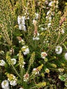 Melaleuca Paperbarks white flower spikes, also called Honey-myrtles, Tea-tree