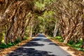 Melaleuca quinquenervia - Paperbark trees line the roads near Augusta