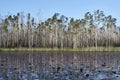 Melaleuca Scrub, Swamp-grass and Water Lillies with Blue Sky