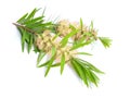 Melaleuca tea tree twig with flowers. Isolated on white backgr