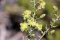Melaleuca Thymoides Sand wattle Myrtle wildflower