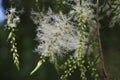 Melaleuca Tree in Bloom