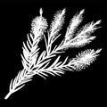 Melaleuca twigs. tea tree isolated logo icon. white silhouette. Vector