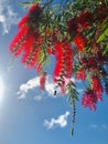 Honey bee and red weeping bottlebrush under blue sky. back light.