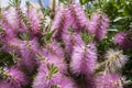 Melaleuca viminalis hot pink in bloom