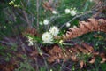 Melaleuca wallum flower Woodgate Beach Queensland Royalty Free Stock Photo