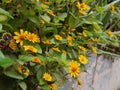 Melampodium flower blooming orange color in the garden