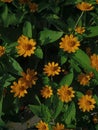 Melampodium flower yellow colour blooming image with green leaves