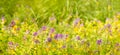 Melampyrum nemorosum flowers growing on meadow, selective focus