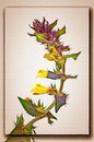 Melampyrum nemorosum, or Ivan-da-Marya. Imitation of a picture. Oil paint. Rendring