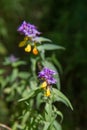 Melampyrum nemorosum Royalty Free Stock Photo