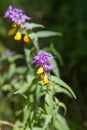 Melampyrum nemorosum Royalty Free Stock Photo