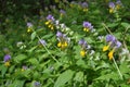 Melampyrum polonicum blooms in the forest